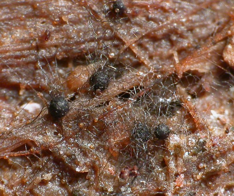 macrostoma