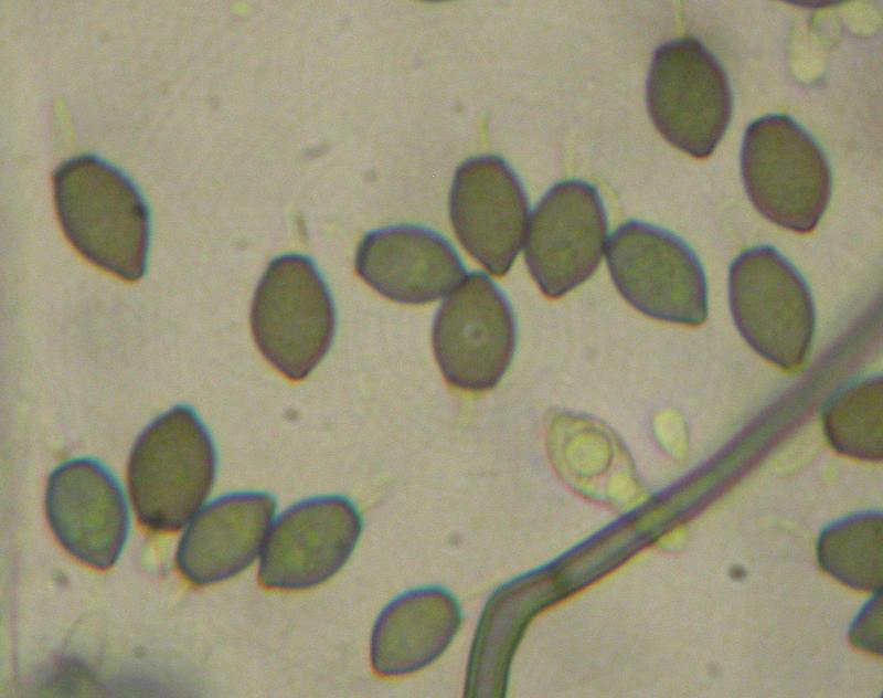 macrostoma
