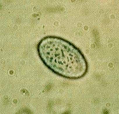 macrostoma