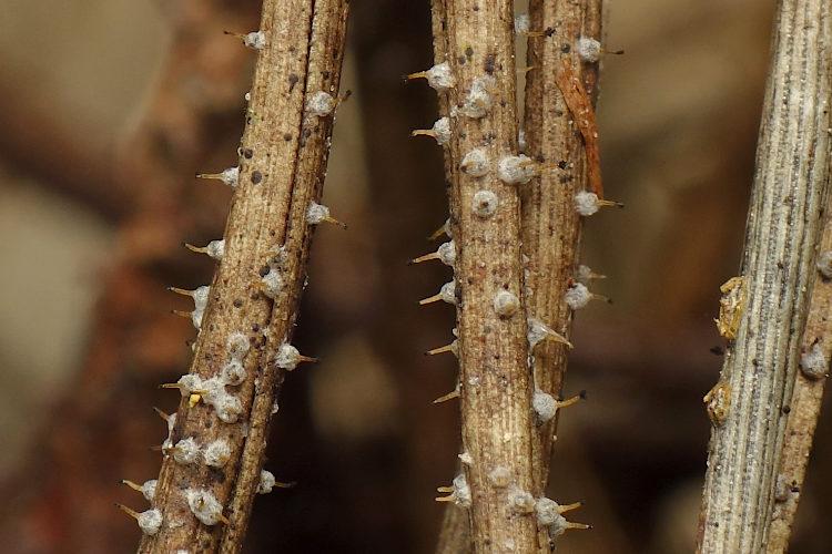 macrostoma