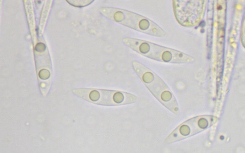 macrostoma