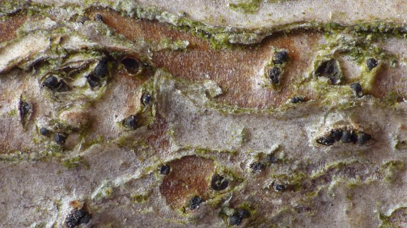 macrostoma