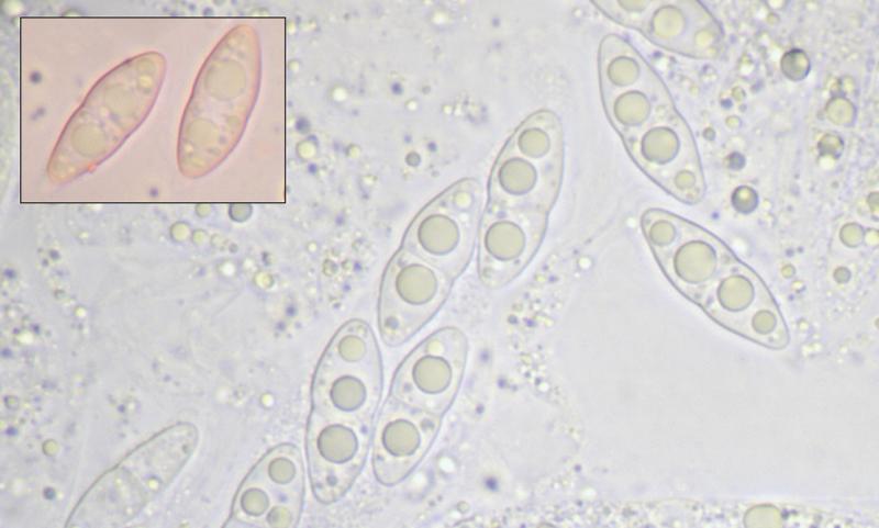 macrostoma