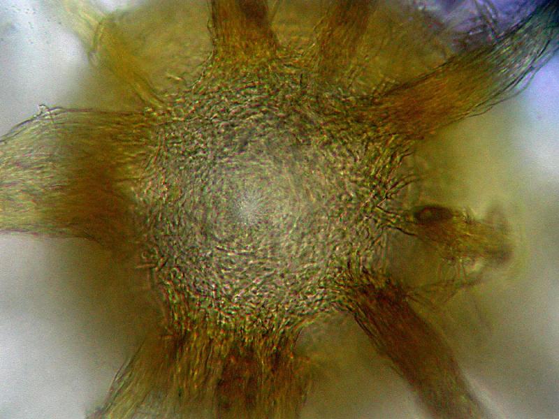 macrostoma