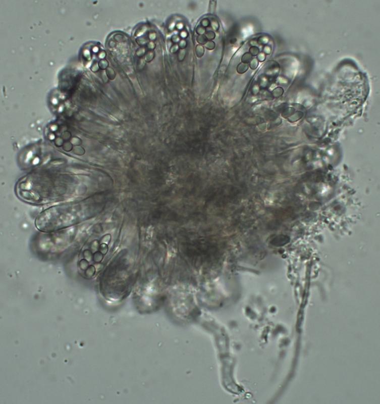 macrostoma