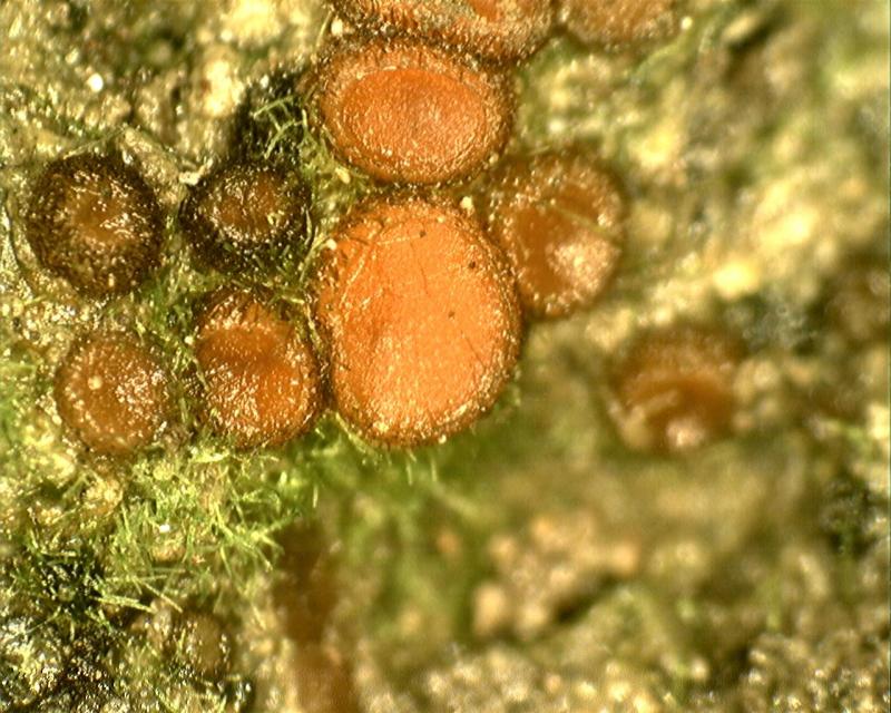macrostoma