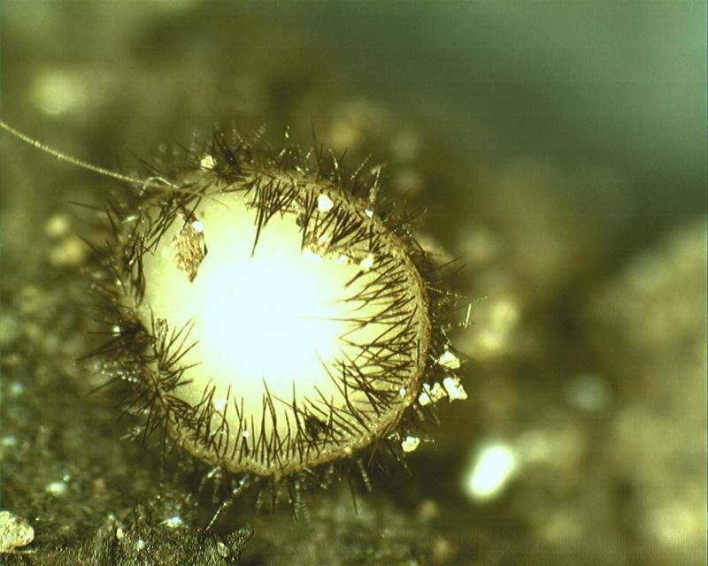 macrostoma