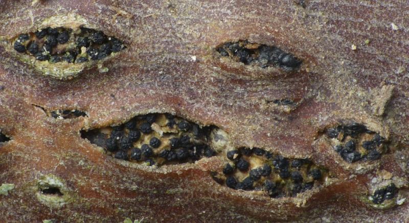 macrostoma