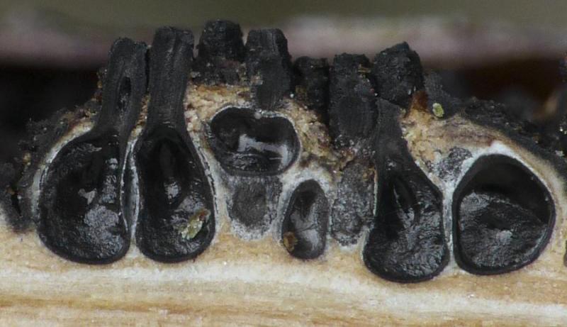 macrostoma
