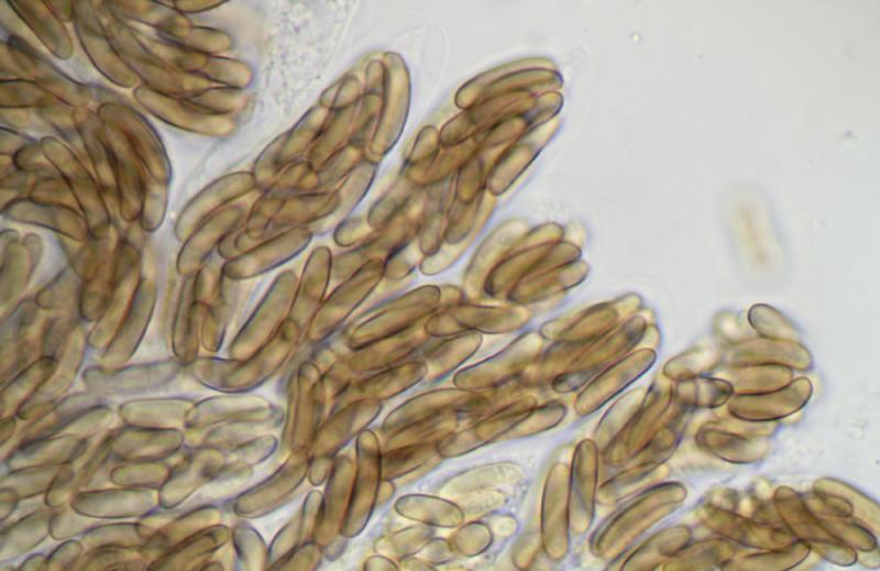 macrostoma