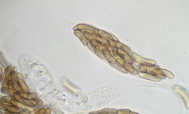 macrostoma
