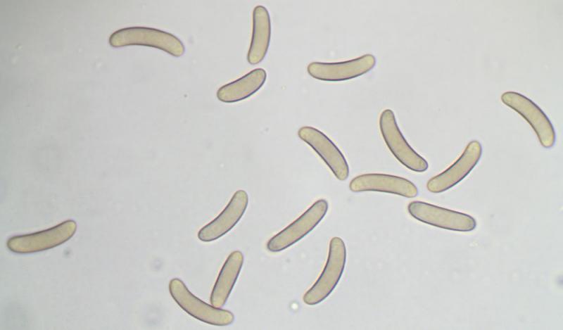macrostoma