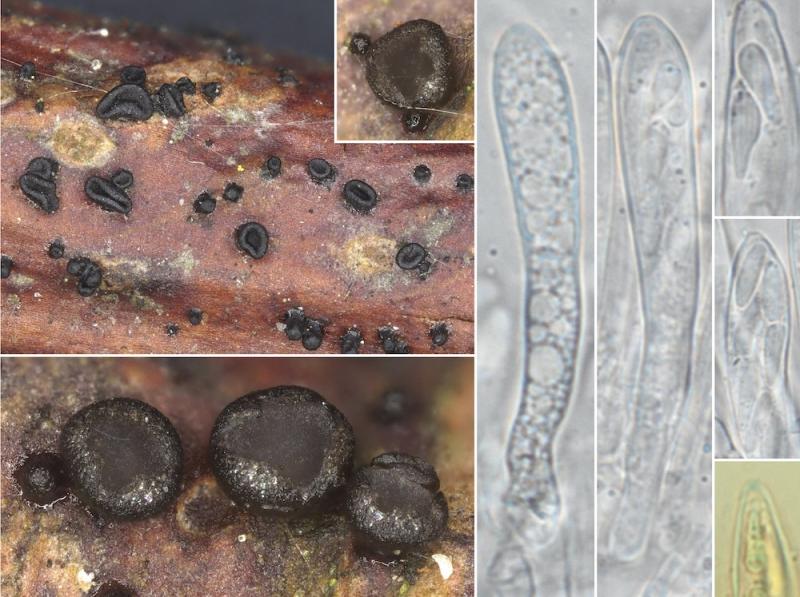 macrostoma