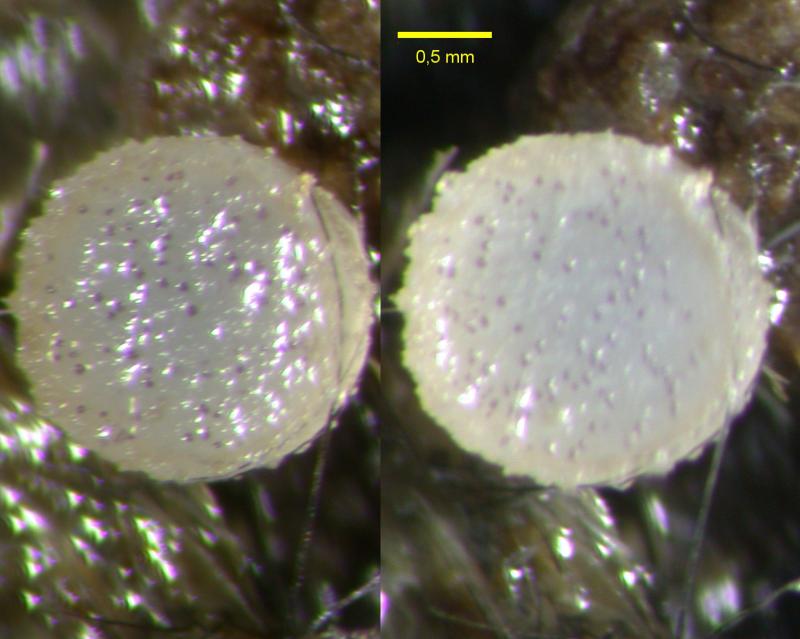 macrostoma