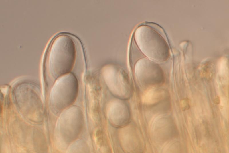 macrostoma
