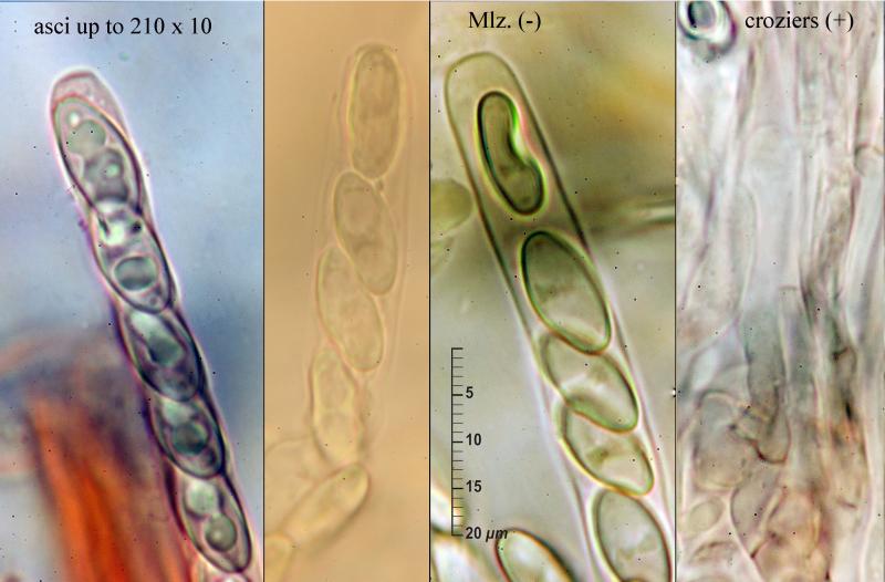 macrostoma