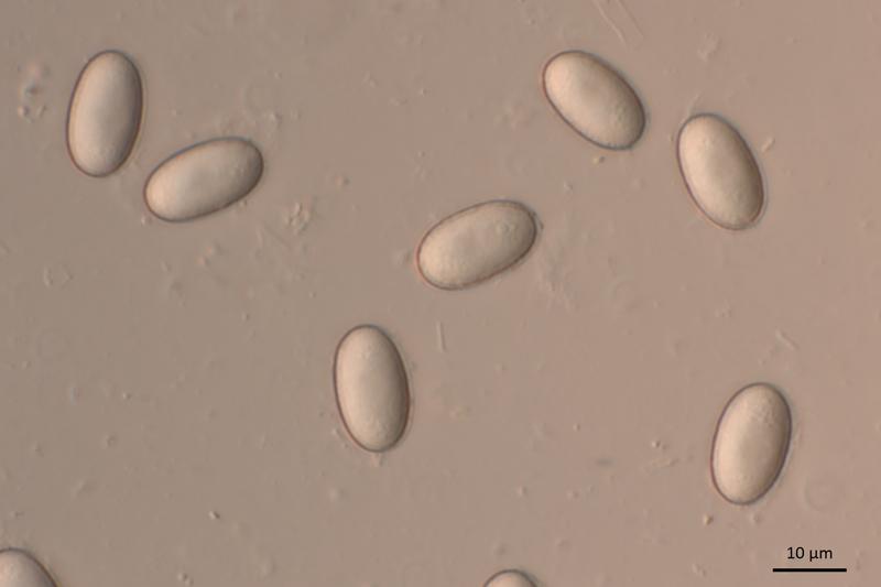 macrostoma