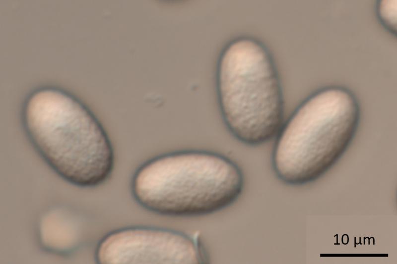 macrostoma