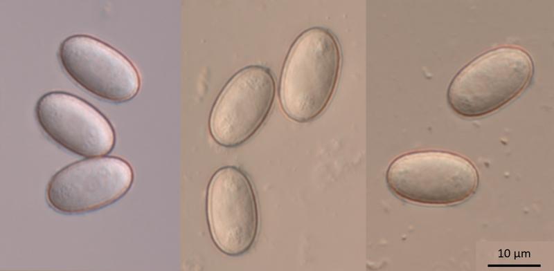 macrostoma