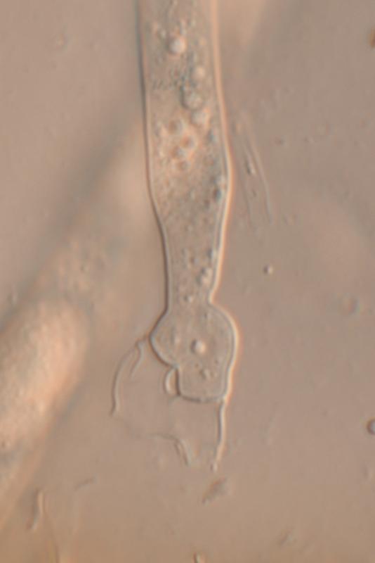 macrostoma