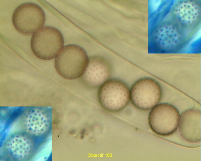 macrostoma