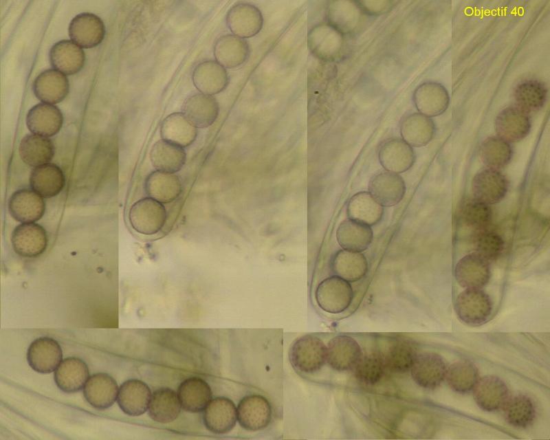 macrostoma