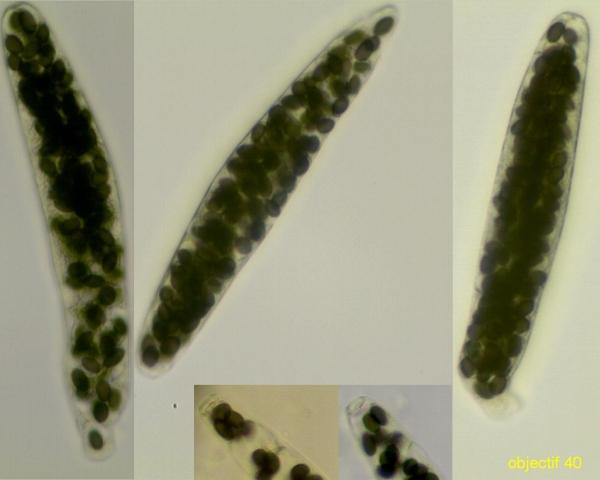 macrostoma