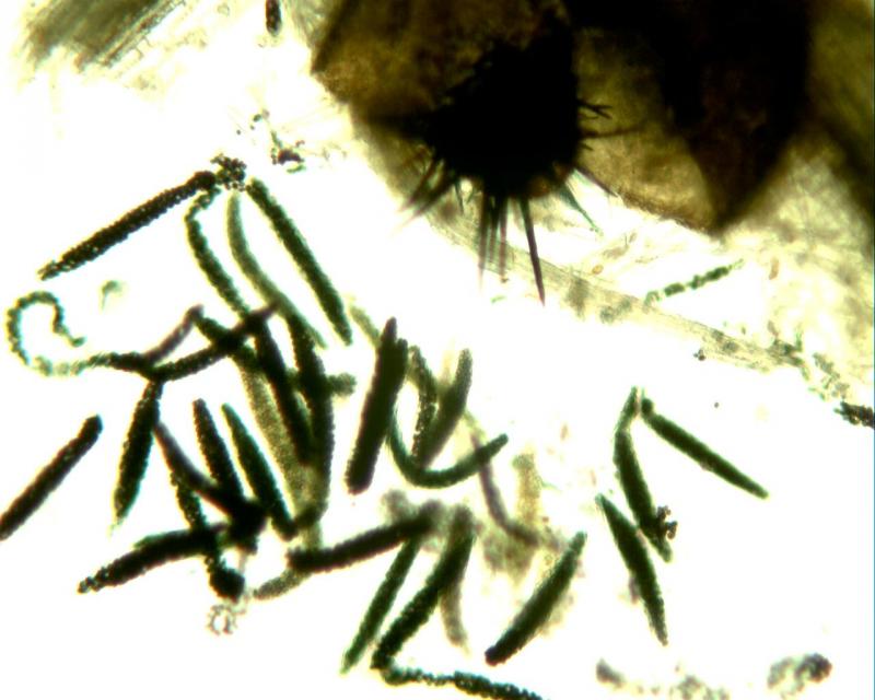 macrostoma