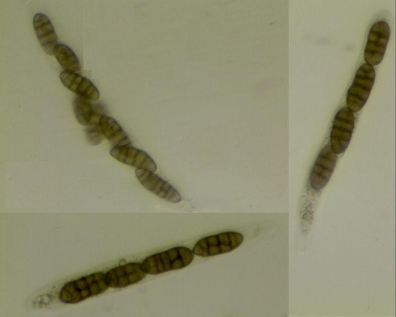 macrostoma