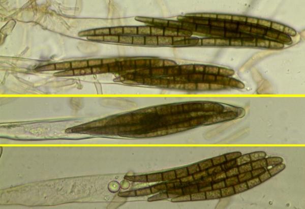 macrostoma