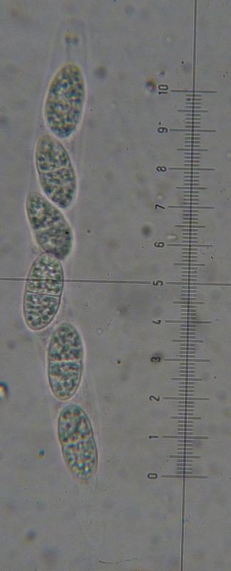 macrostoma