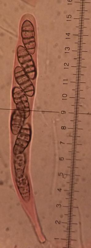 macrostoma