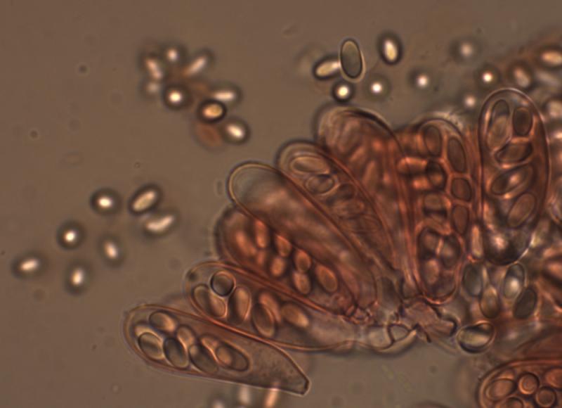 macrostoma