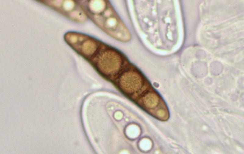 macrostoma
