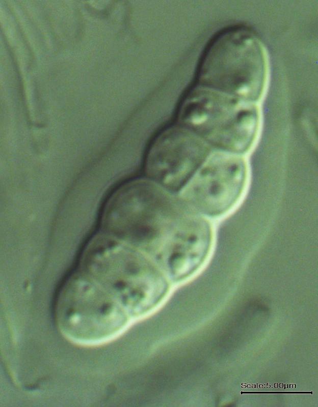 macrostoma