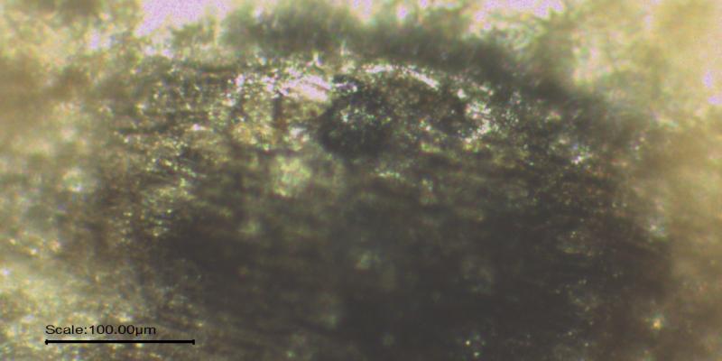 macrostoma