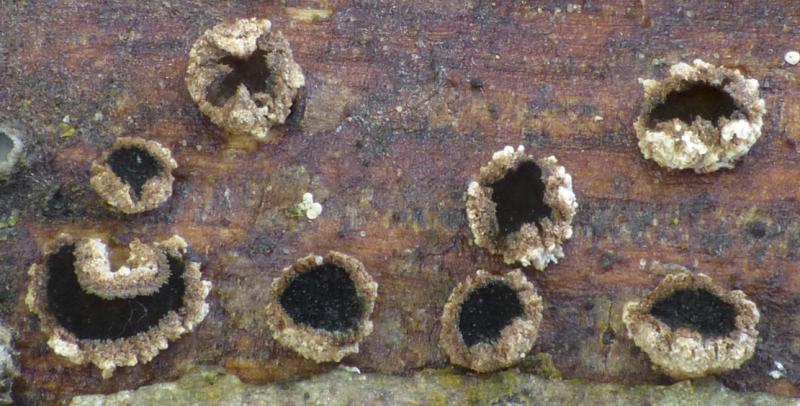 macrostoma