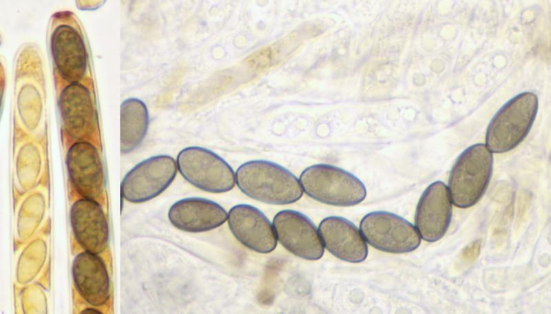 macrostoma