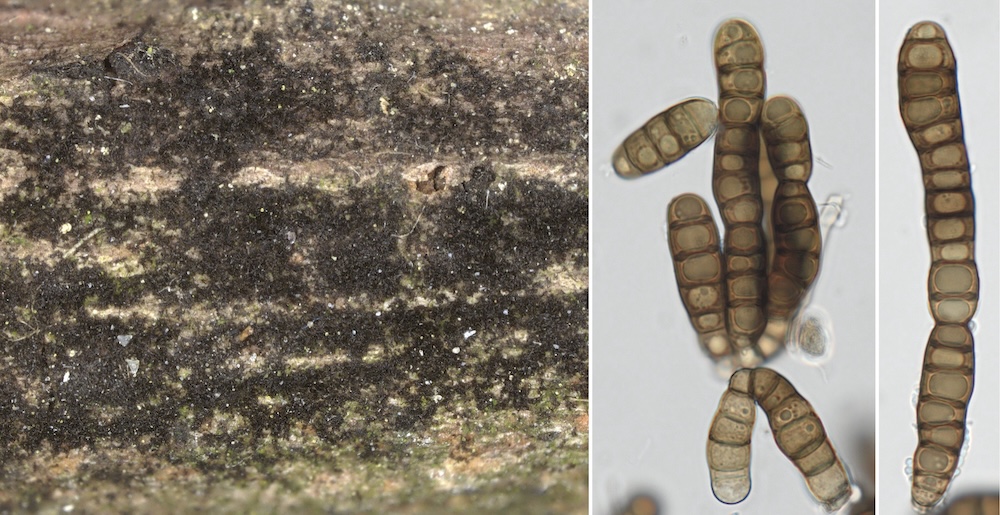 macrostoma