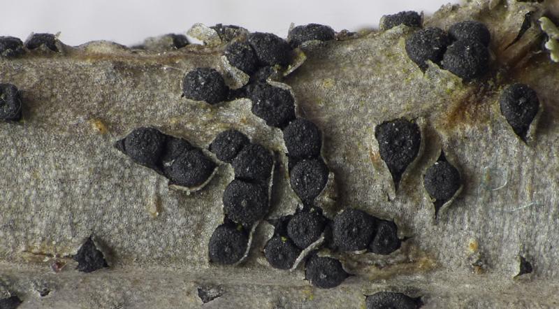 macrostoma