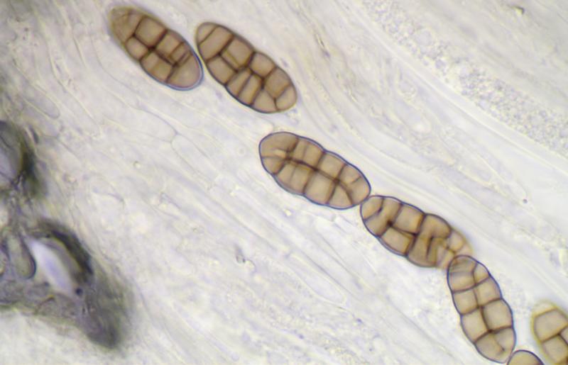 macrostoma