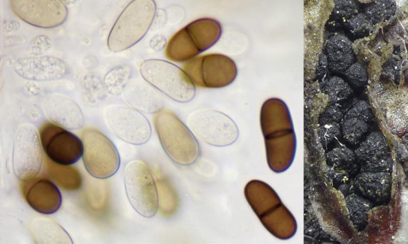 macrostoma