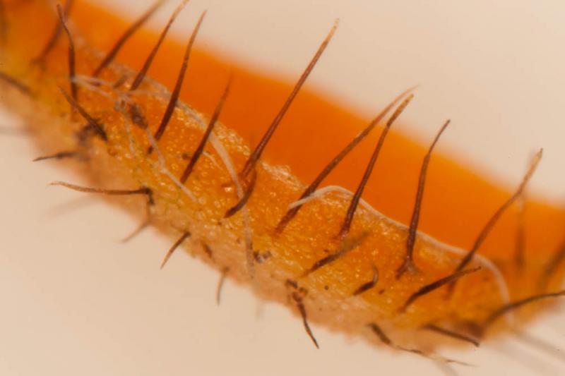 macrostoma
