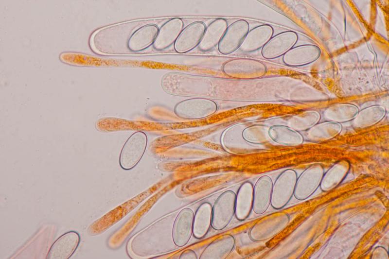 macrostoma