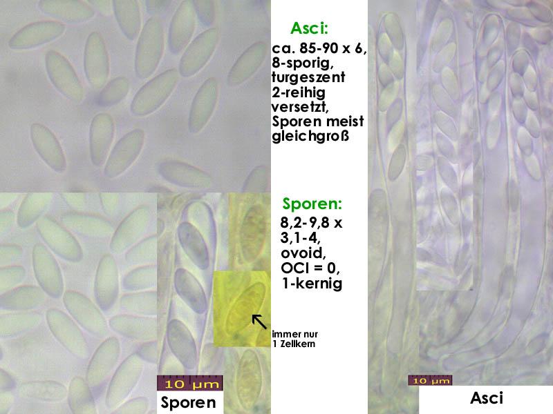 macrostoma
