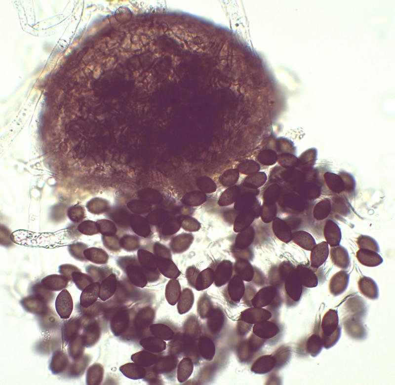 macrostoma