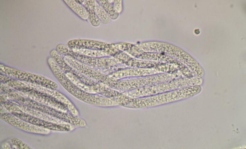 macrostoma