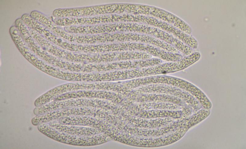 macrostoma