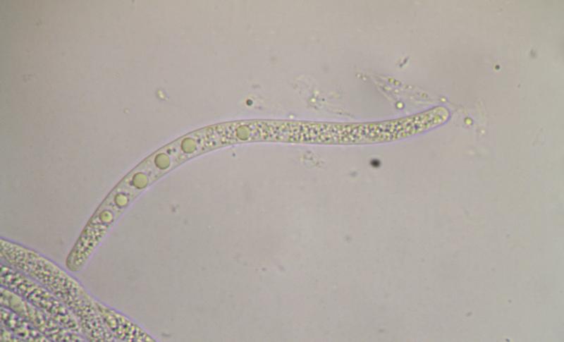 macrostoma