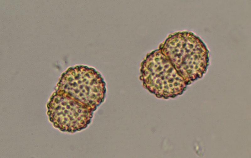 macrostoma